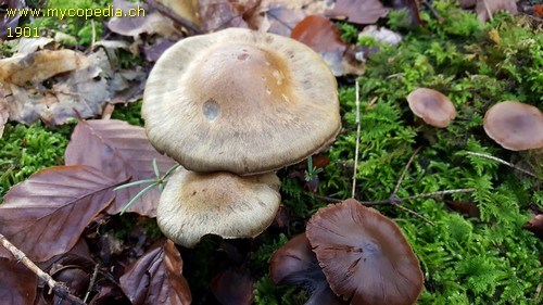 Cortinarius infractus - 