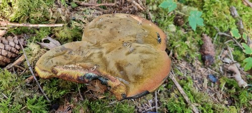 Suillellus luridus - 