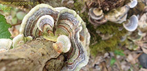 Trametes versicolor - 