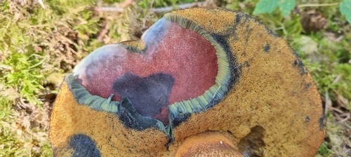 Suillellus luridus - 