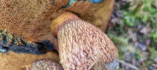 Suillellus luridus - 