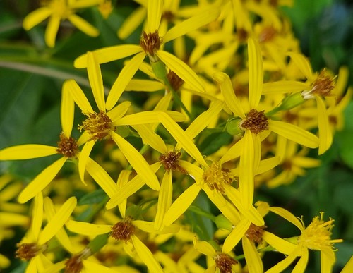 Senecio nemorensis - 