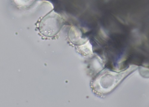 Candolleomyces candolleanus - Cheilozystiden - 