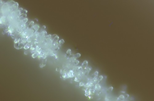 Candolleomyces candolleanus - Lamellenschneide - 