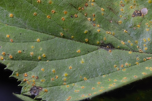 Kuehneola uredinis - 