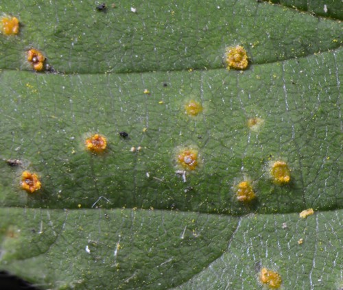 Kuehneola uredinis - 