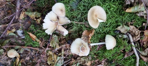 Candolleomyces candolleanus - 