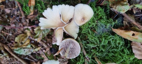 Candolleomyces candolleanus - 