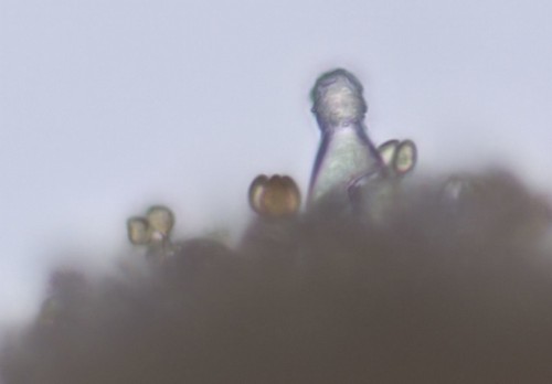 Inocybe corydalina - Cheilozystiden - Wasser  - 