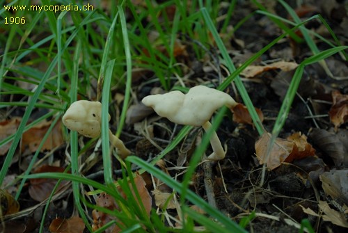 Helvella elastica - 