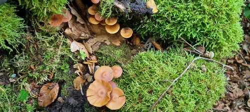 Galerina marginata - 