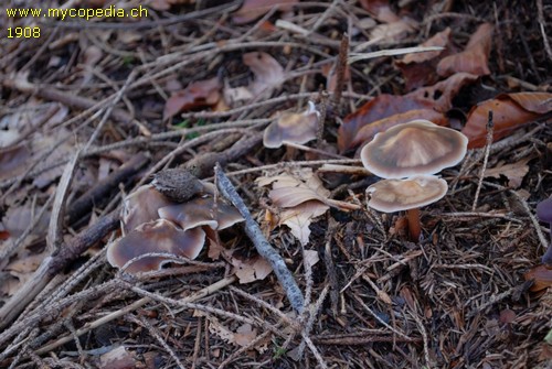 Rhodocollybia butyracea f. butyracea - 