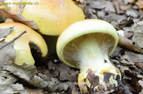 Cortinarius elegantissimus - 