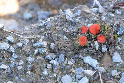 Scutellinia parvispora - 