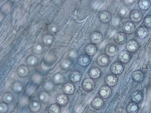 Marcelleina rickii - 