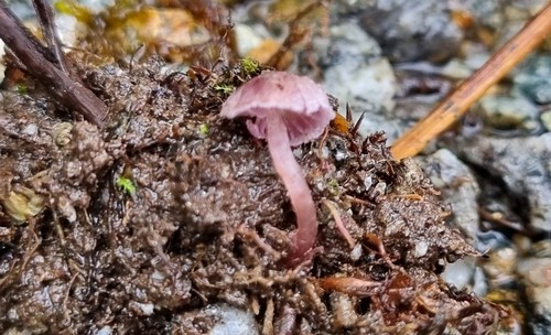 Cortinarius bibulus - 