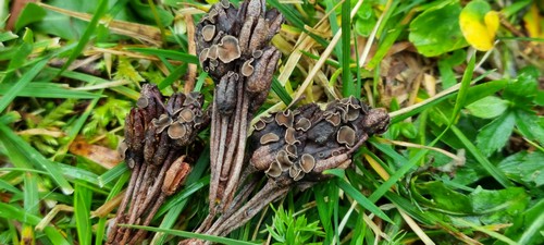 Encoeliopsis rhododendri - 
