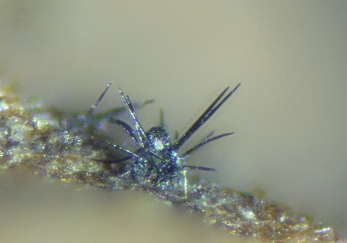 Venturia uliginosi - 