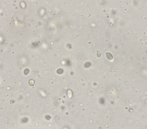 Cystoderma amianthinum fo. nana - 