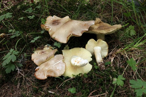 Tricholoma saponaceum var. boudieri - 