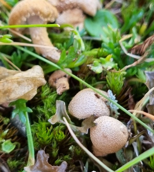 Cystoderma amianthinum fo. nana - 