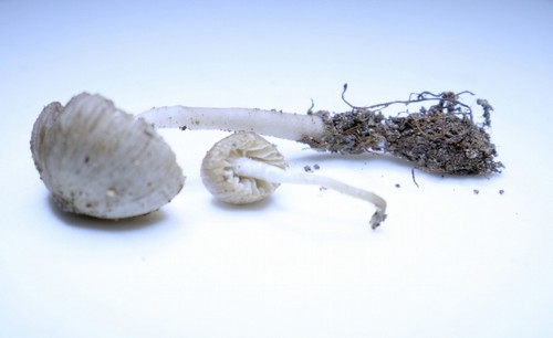 Fayodia bisphaerigera - 