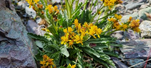 Pleospora helvetica - 