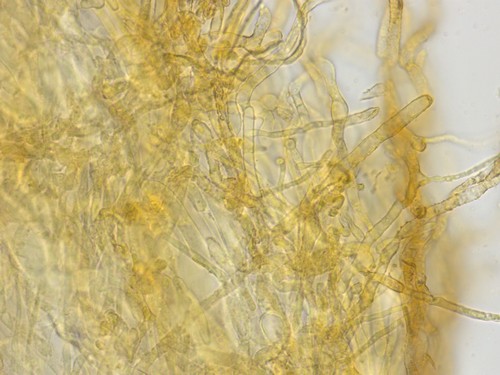 Rutstroemia alnobetulae - 