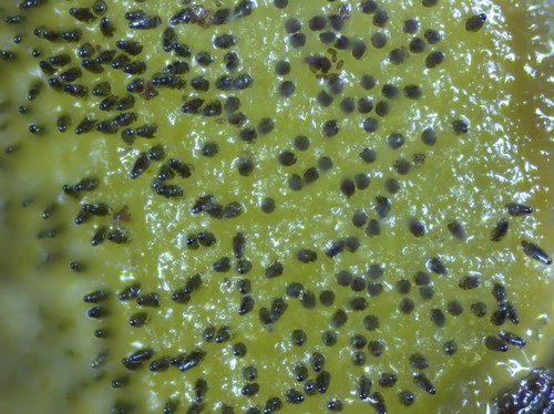 Ascobolus stercorarius - 