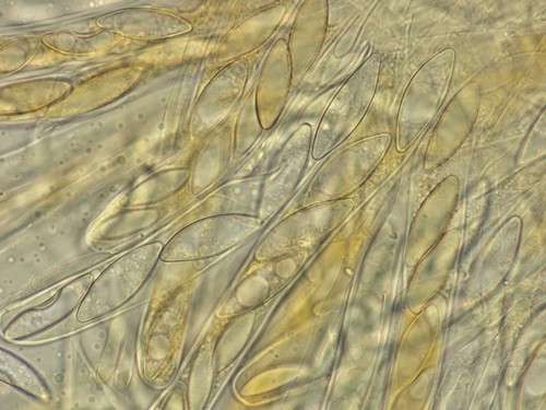 Rhodoscypha ovilla - 