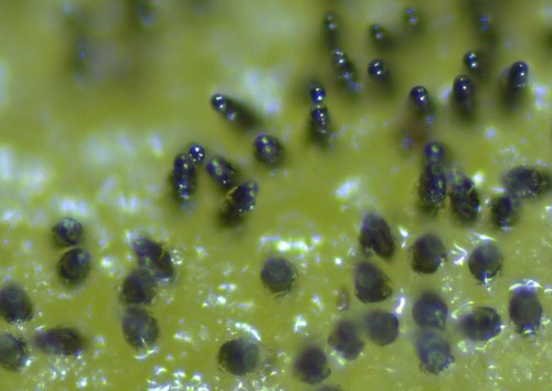 Ascobolus stercorarius - 