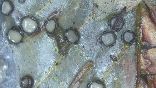 Coccomyces tumidus - 