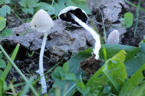 Coprinopsis macrocephala - 