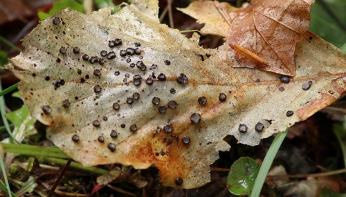 Coccomyces tumidus - 