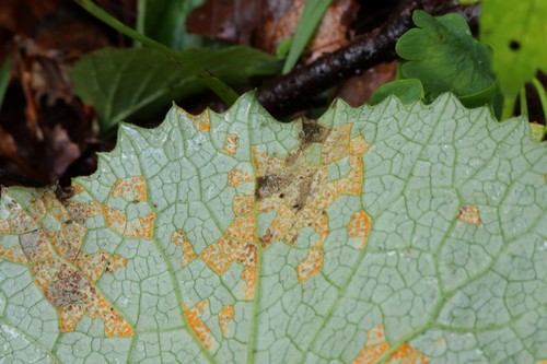 Coleosporium petasitis - 