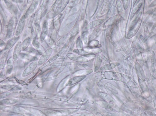 Ascocoryne sarcoides - 