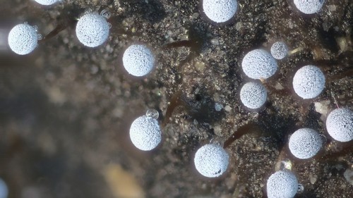 Didymium megalosporum - 