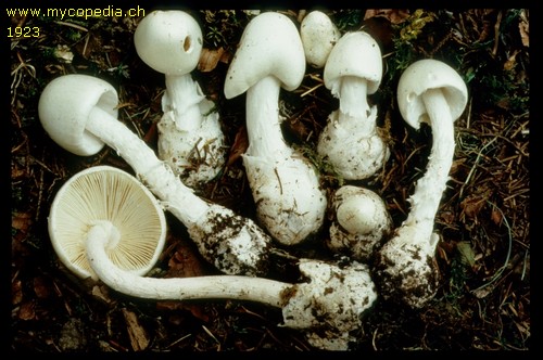 Amanita virosa - 