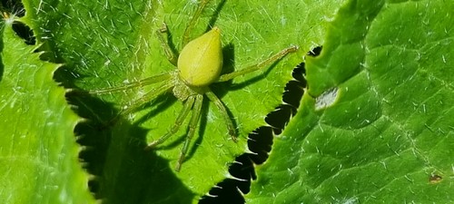 Micrommata virescens - 