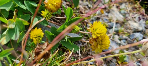 Trifolium badium - 