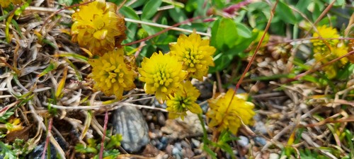 Trifolium badium - 