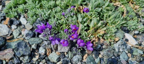 Linaria alpina - 