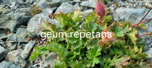 Geum reptans - 
