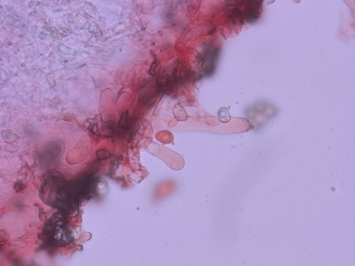 Entoloma palumbinum - Cheilozystiden - Kongorot  - 