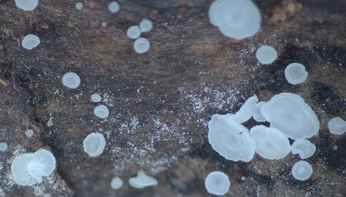 Hamatocanthoscypha conicola - 