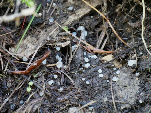 Pulvinula niveoalba - 