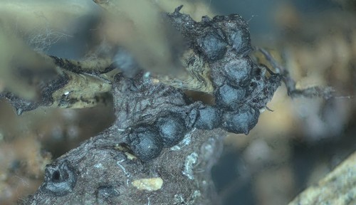 Rosellinia thelena - 