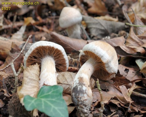 Cortinarius safranopes - 