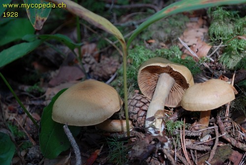 Cortinarius safranopes - 