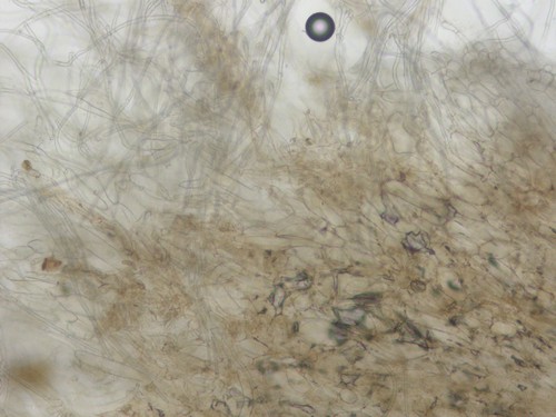Inocybe petiginosa - 